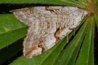 Aplocera praeformata
