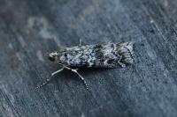 Dioryctria