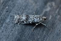Dioryctria