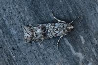 Dioryctria