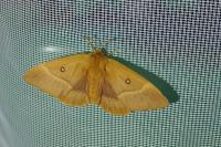 Lasiocampa quercus quercus