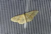 Idaea aversata