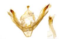 Denticucullus pygmina