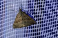 Hypena proboscidalis