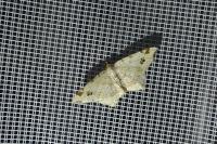 Macaria notata
