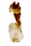 Oligia latruncula