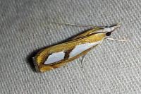 Catoptria pinella