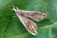 Catoptria verellus