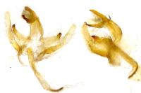 Catoptria verellus