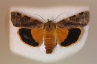 Noctua fimbriata