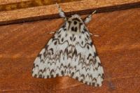 Lymantria monacha