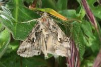 Autographa gamma