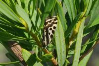 Emmelia trabealis