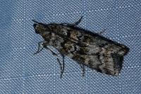 Dioryctria