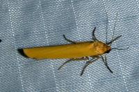 Indalia