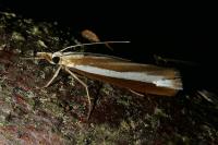 Catoptria bolivari