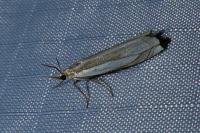 Crambus pascuella