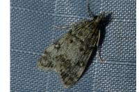 Eudonia lacustrata
