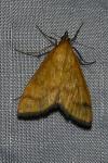 Mecyna flavalis