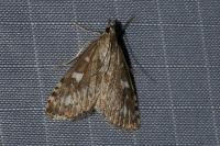 Udea olivalis