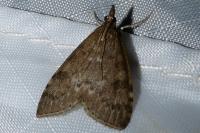 Udea prunalis