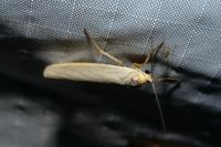 Eilema caniola