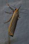 Manulea complana