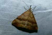 Hypena proboscidalis