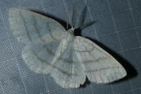 Cabera pusaria