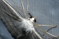 Cabera pusaria