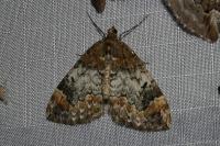 Dysstroma truncata