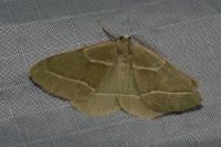 Hylaea fasciaria