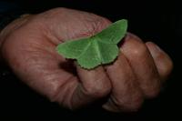 Geometra papilionaria