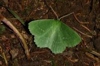 Geometra papilionaria