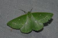Thetidia smaragdaria