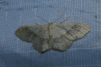 Idaea aversata