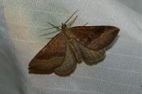 Scotopteryx chenopodiata