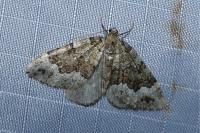 Colostygia