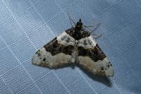 Cosmorhoe ocellata