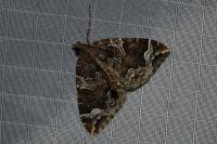 Eulithis prunata