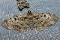 Eupithecia abietaria