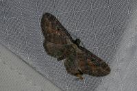 Eupithecia icterata
