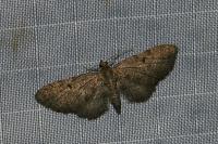Eupithecia
