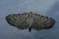 Eupithecia veratraria