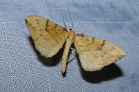 Gandaritis pyraliata