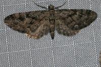 Eupithecia pusillata