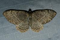 Rheumaptera undulata