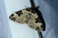Xanthorhoe fluctuata