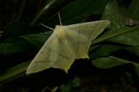 Ourapteryx sambucaria