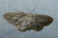 Idaea calunetaria